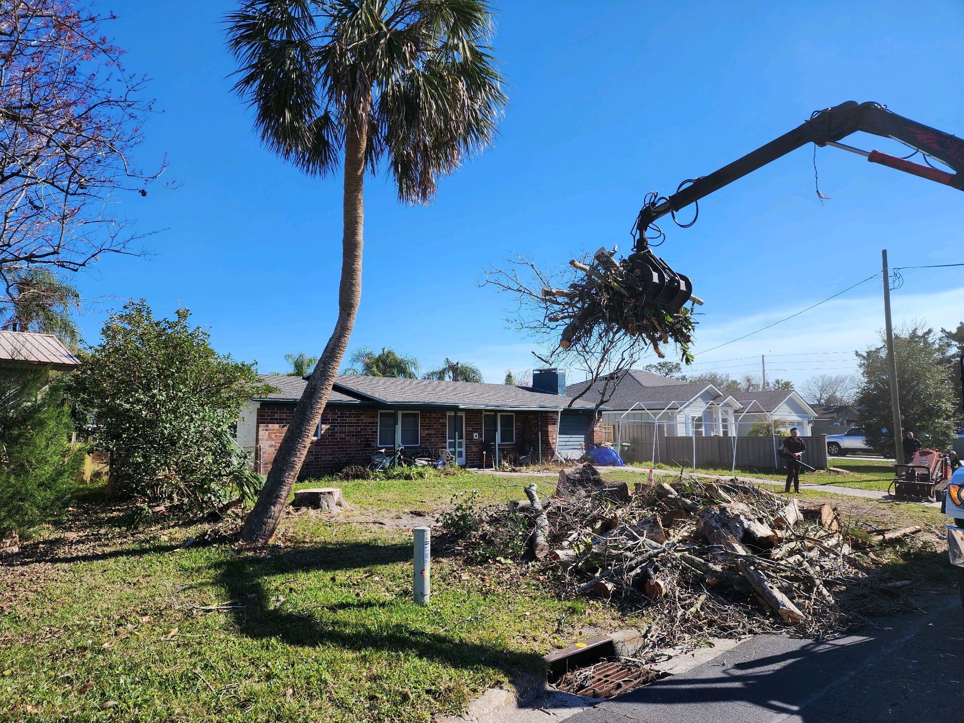 Northeast Florida Tree Surgeons crew safely removing a large live oak limb at a Jacksonville home